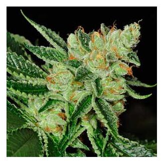 Graines Cold Creek Kush TH Seeds régulier