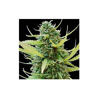 Semillas Colombian Gold feminizadas World of Seeds