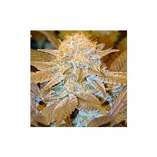 Critical HOG feminized seeds TH Seeds