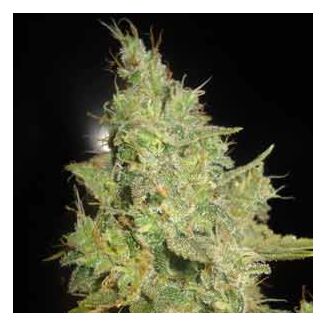 Critical Kali Mist feminized Delicious Seeds