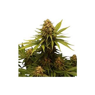 Critical Royal Queen Seeds