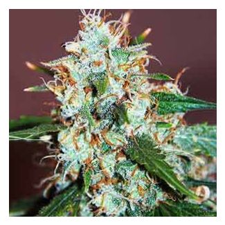 Critical Neville Haze feminized Delicious Seeds