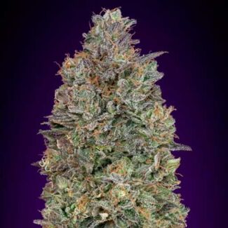 Critical Purple Kush advanced seeds