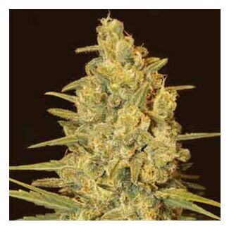 Critical Sensi Star Delicious Seeds 