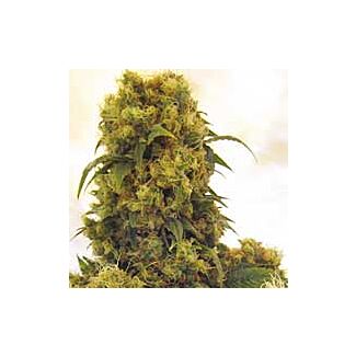 Semillas Critical Skunk regulares Mr Nice 