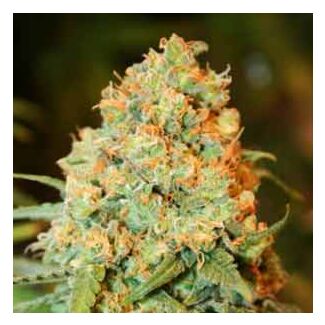 Critical Super Silver Haze feminized Delicious Seeds