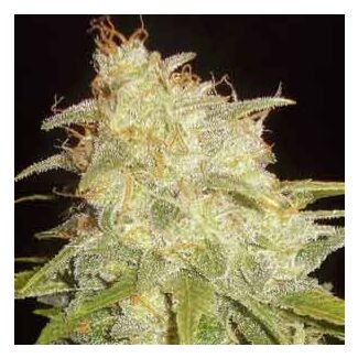 Critical Yumbolt feminized Delicious Seeds