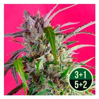 sweets seeds auto