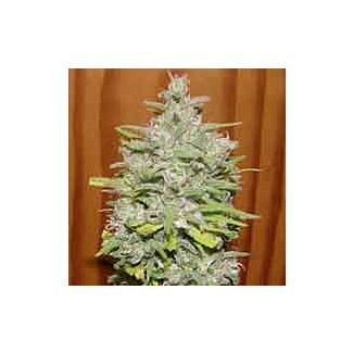 Crystal Meth Dr Underground seeds feminized