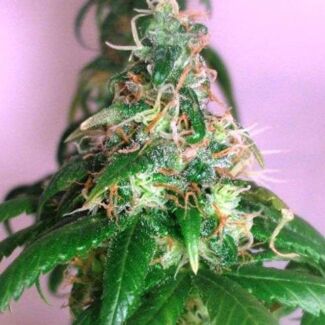 Chrystal feminized Nirvana Seeds