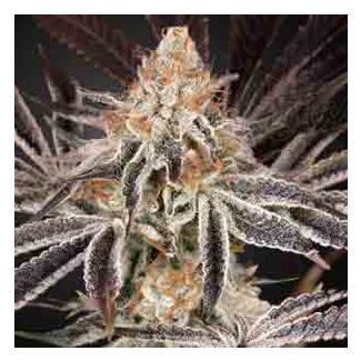 Super Bud Auto 