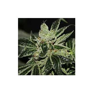 Darkstar feminized seeds TH Seeds