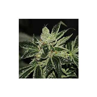 Graines Darkstar TH Seeds régulier