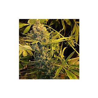 Dawg Star TH Seeds feminized