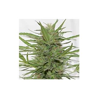 Dedoverde Haze Humboldt Seeds autoflowering