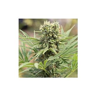 Dedoverde Haze Humboldt Seeds feminized