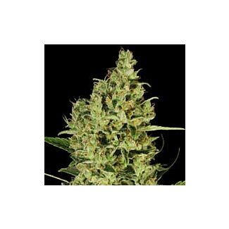 Delahaze feminzed Paradise Seeds