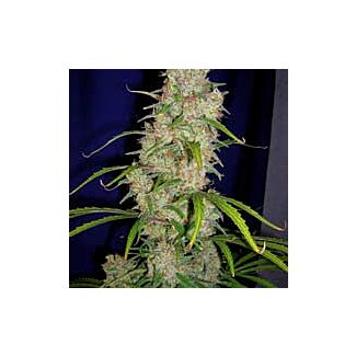 Destroyer CannaBioGen feminized seeds