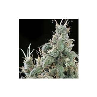 Diamond Head Sagarmatha Seeds feminized