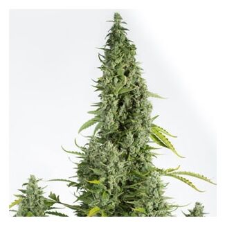 Cheese Autoflowering