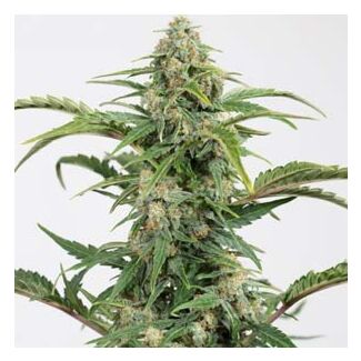 Dinamed CBD Autofloreciente