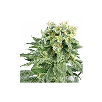 Double Gum regular seeds White Label