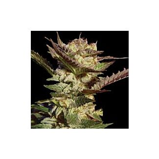 Durga Mata feminized seeds Paradise Seeds