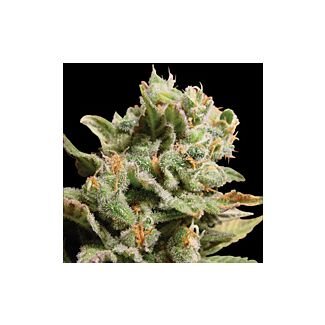 Dutch Dragon feminized Paradise Seeds