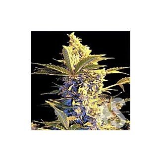 Easy Ryder autoflorecientes Highbred Seeds