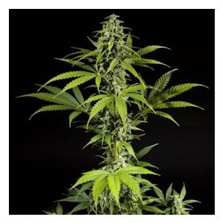 Graines Fraggle Skunk Auto Philosopher Seeds autofloraison