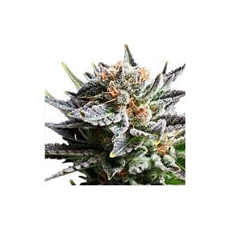 Fruit Spirit feminized Royal Queen Seeds