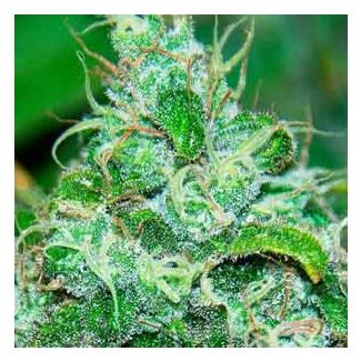 Fruity Chronic Juice feminized Delicious Seeds