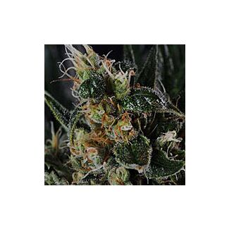 Full Moon feminized Nirvana Seeds