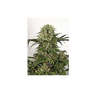 Green Spirit feminized Dutch Passion