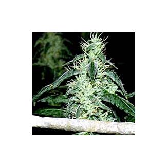 Hash heaven semillas marihuana Soma Seeds