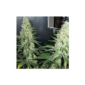 Hawaii Maui Waui feminized Nirvana Seeds