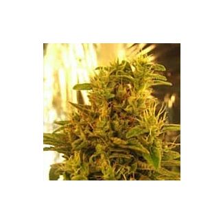 Haze#13 feminized Nirvana Seeds