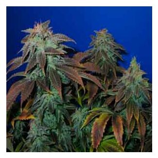 Heavy Duty Fruity TH Seeds regular