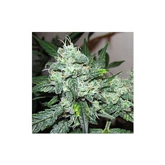 Ice feminized Nirvana Seeds