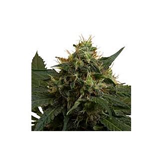 Ice feminizadas Royal Queen Seeds