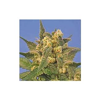 Semillas Indica XXL Sagarmatha Seeds feminizada