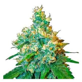 Jack Herer feminized