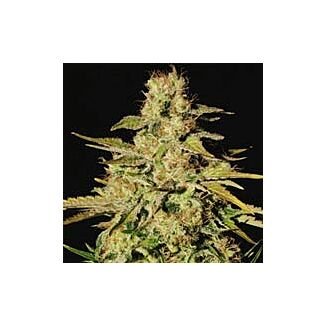 Jacky White feminized Paradise Seeds