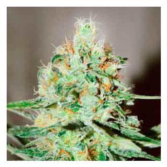 Jägg Kush Delicious seeds