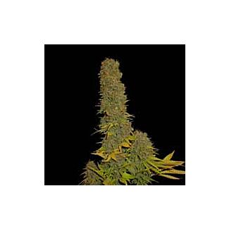 Kahuna semillas marihuana Soma Seeds