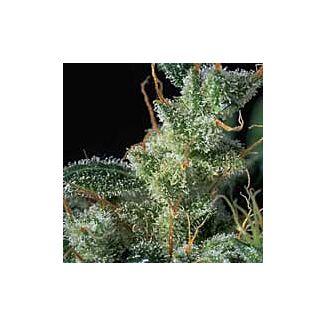 Kali Mist feminized Serious Seeds