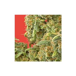 Kaya Gold feminized Nirvana Seeds