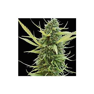 Kilimanjaro feminized seeds World of Seeds