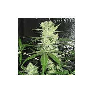 King Kong Dr Underground seeds feminized