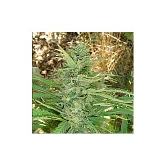 Kushadelic semillas marihuana Soma Seeds